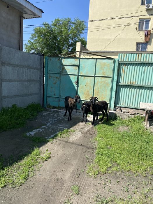 Семіз тұсақ қойлар