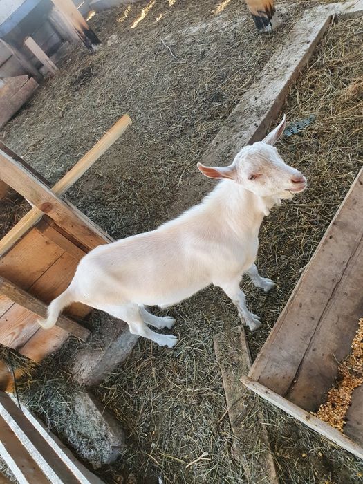 Vand tapi saneen pret negociabil sau schimb cu capre bune de lapte