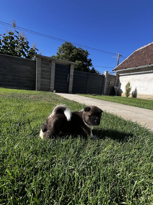 Akita american Mascul