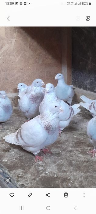 Porumbei standard și bălțați