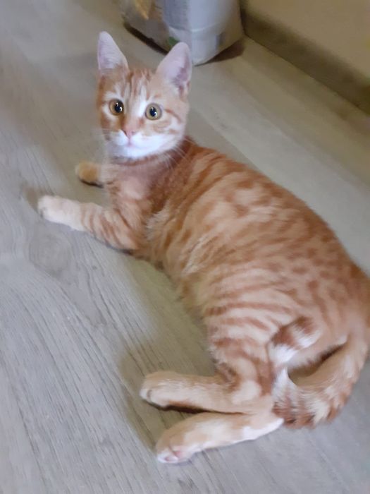 подаряват се котенца