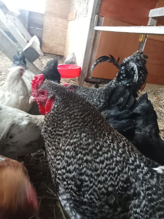 Курьи домашний петух