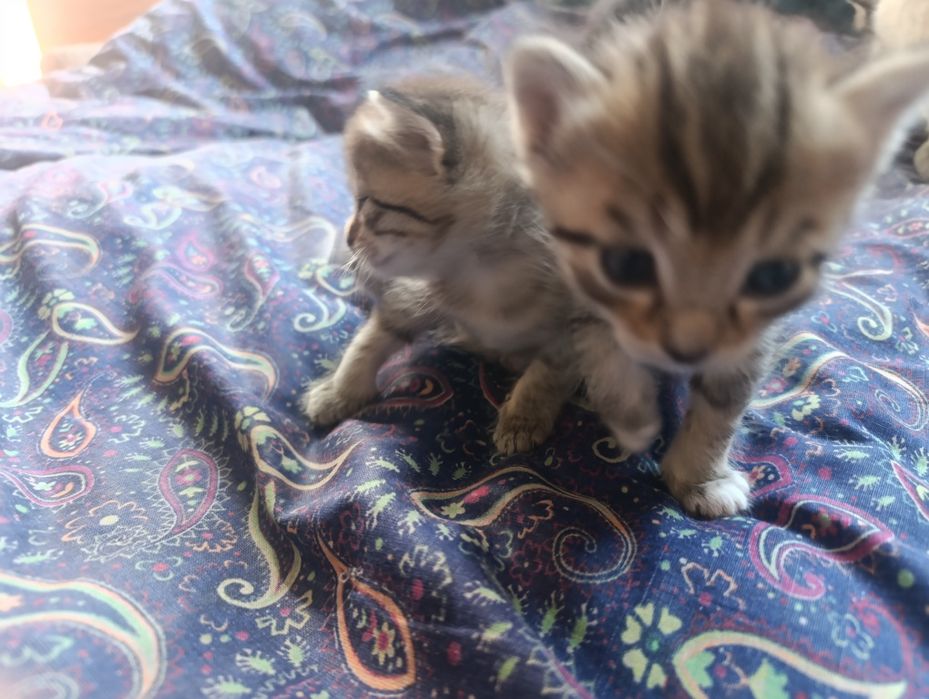 Отдам котят даром