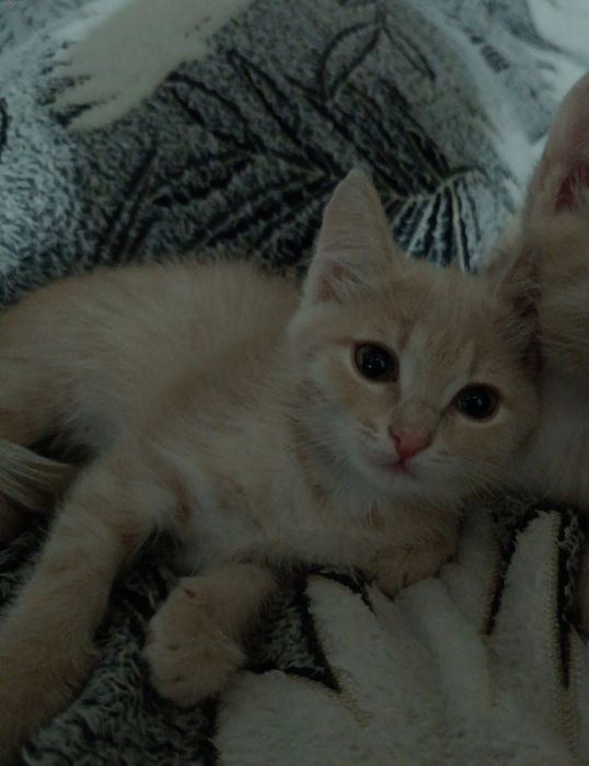 Маленькие Котята