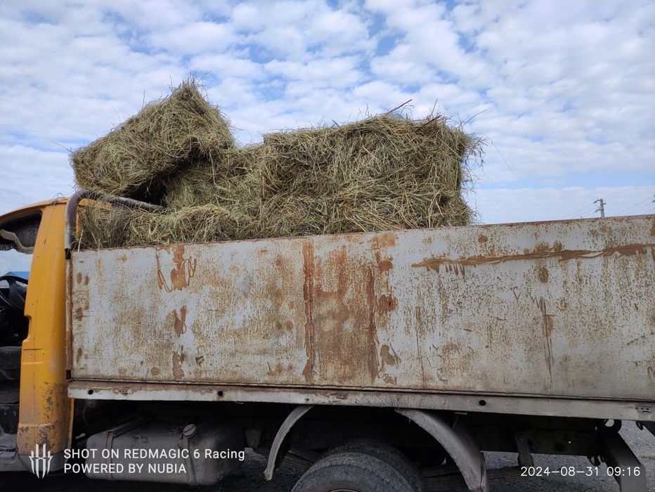 Продам тюкованое сено