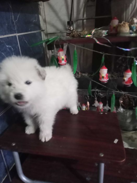 Уникальные щенки