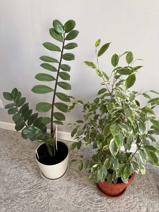 Комнатные цветы