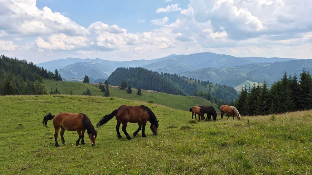 17 Ha Hectare pe Via Transilvanica intravilan + extravilan in Fundu Moldovei