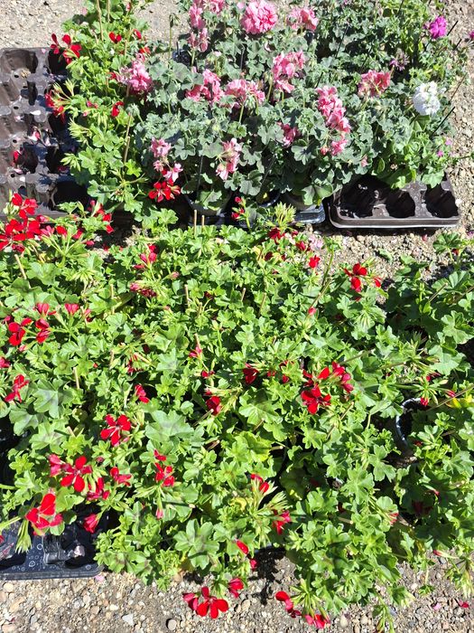 Flori de Sezon – Trandafiri la ghiveci, Mușcate Caliope și Curgătoare