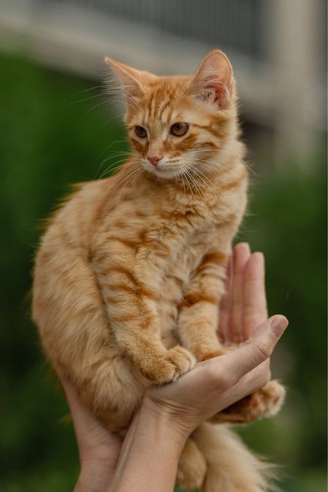 Котята в поиске дома