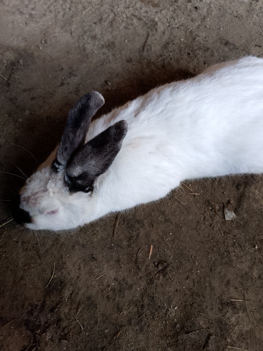 Kaliforniskiy krolik