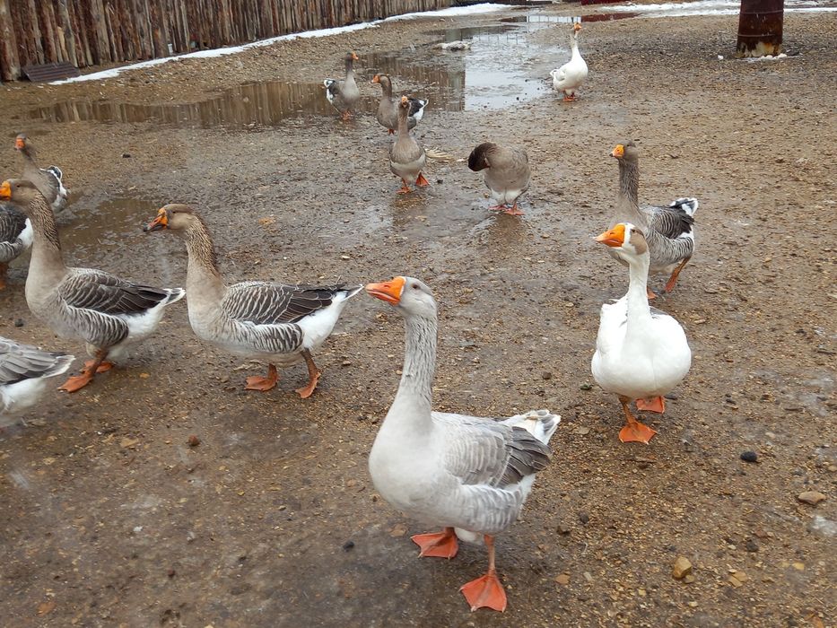 Продам гусей домашних