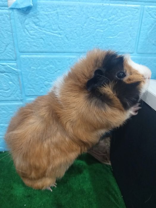 Морские свинки **