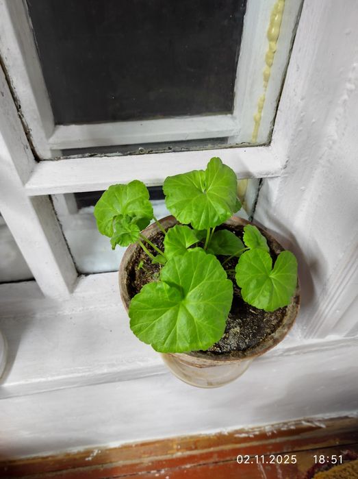 Цветы комнатные в горшках