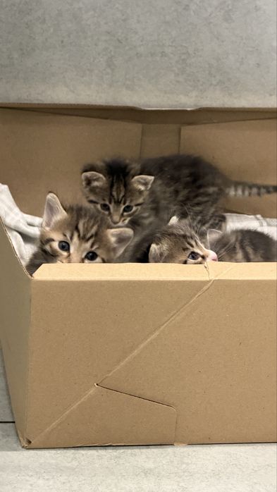 Котята! Срочно раздаем