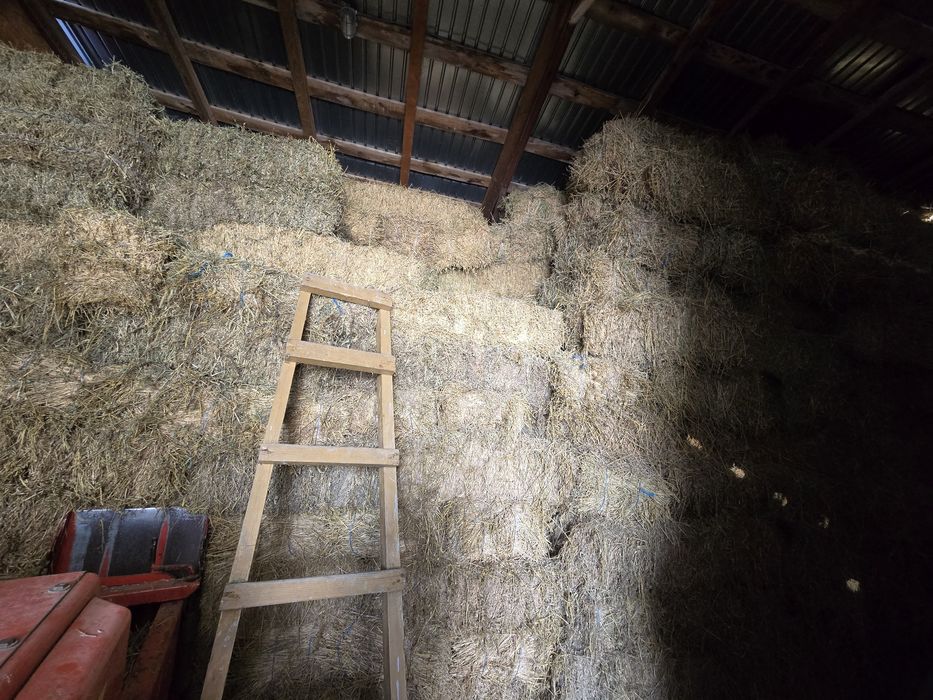 Baloți lucerna, calitate foarte buna