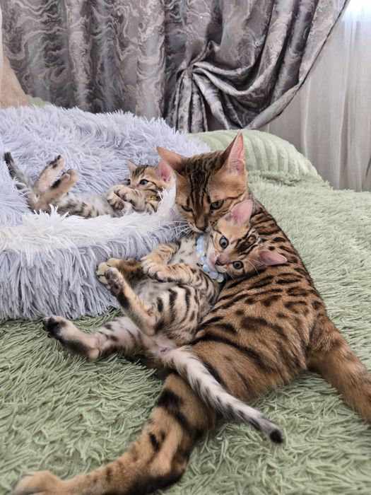Продам  котиков бенгал