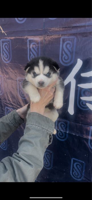 Девочки Хаски большой выбор приятная цена