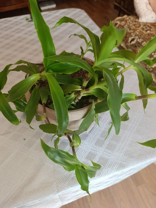 Продам комнатные цветы