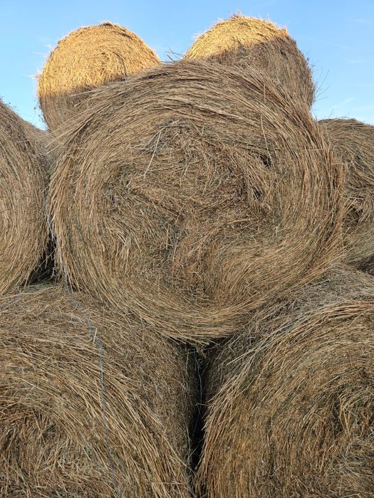 Baloti lucerna calitate foarte buna ofer TRANSPORT