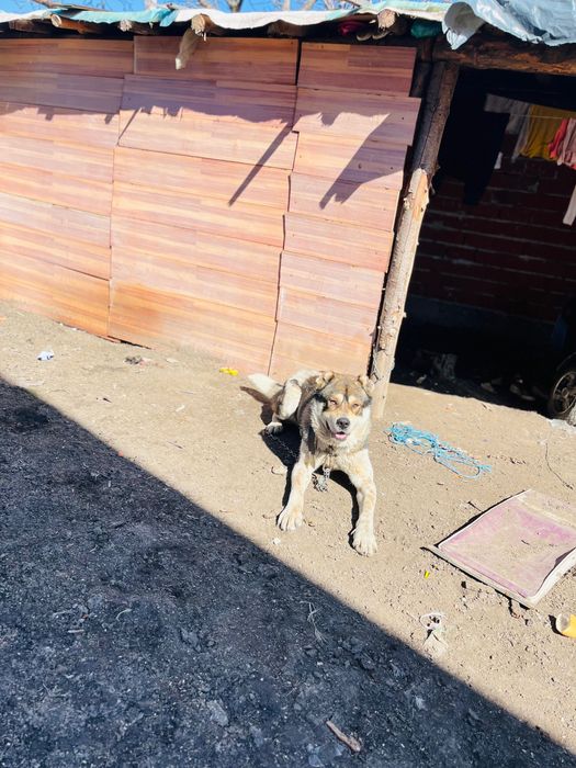 Продава се момчета