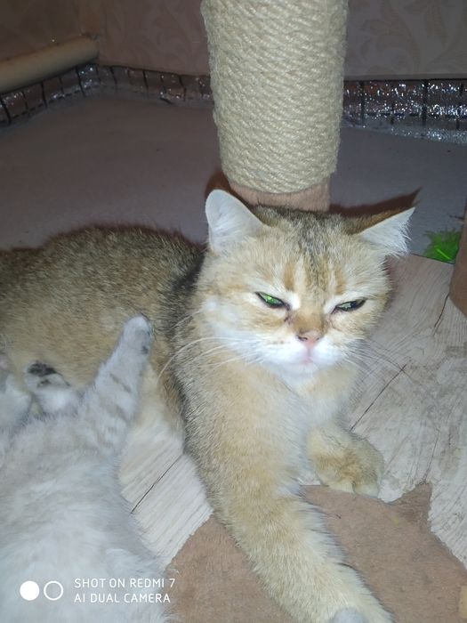 Britanskiy shinshilla sotiladi