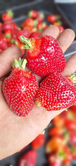 НЕВЕРОЯТЕН СВЕЖ РАЗСАД Ягоди и Малини от Произведител