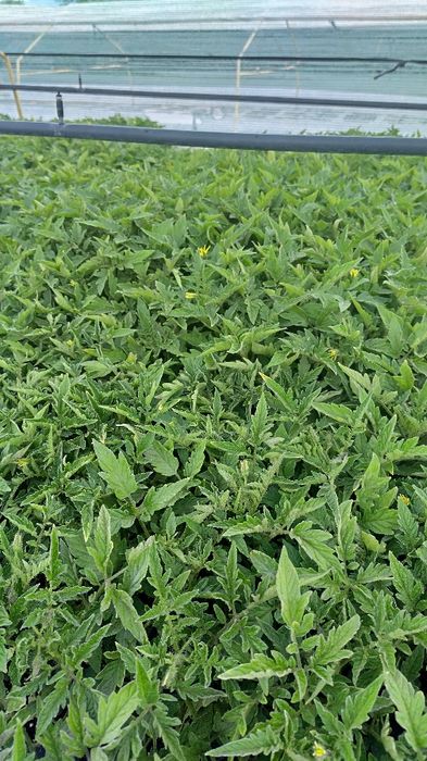 Разсад домати за пикиране!!!