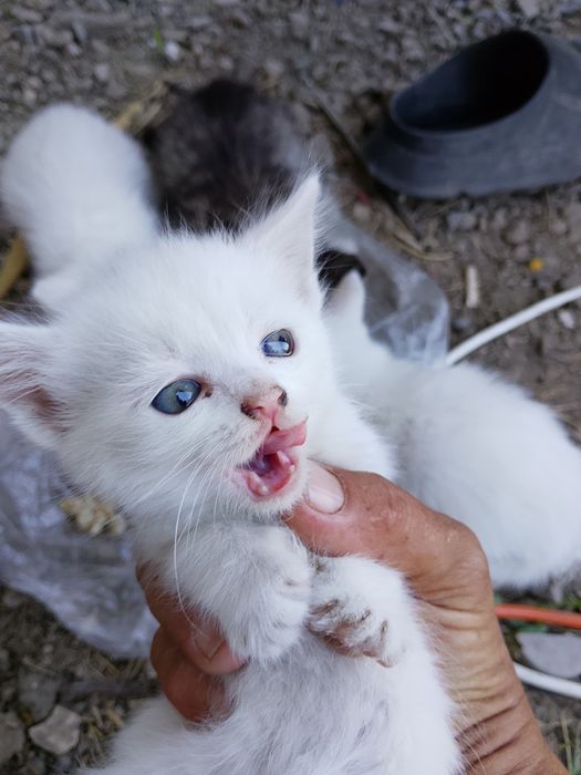 Отдам котят в хорошие руки
