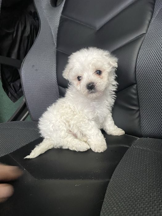 pui bichon maltez