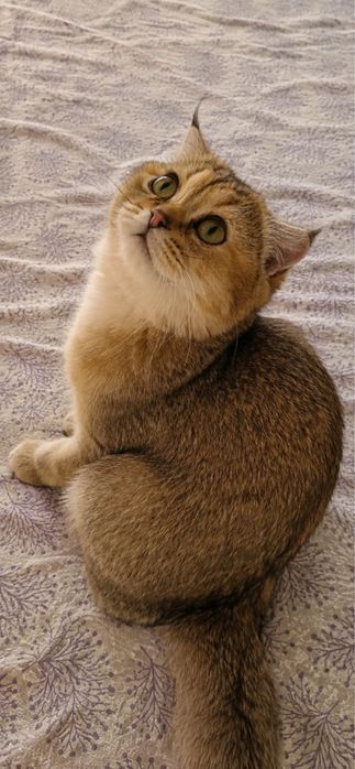 Продаётся котенок девочка Золотая Шиншилла!!!