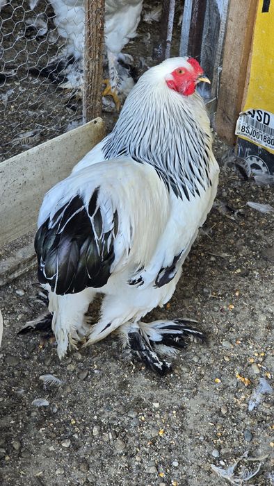 Cocoși brahma herminat deschis