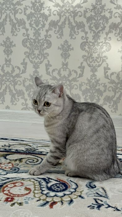 Британская короткошерстная кошка