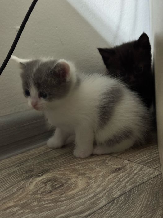 Отдам котят в добрые руки