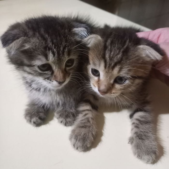 Вислоухий мальчик  1,5  месяца