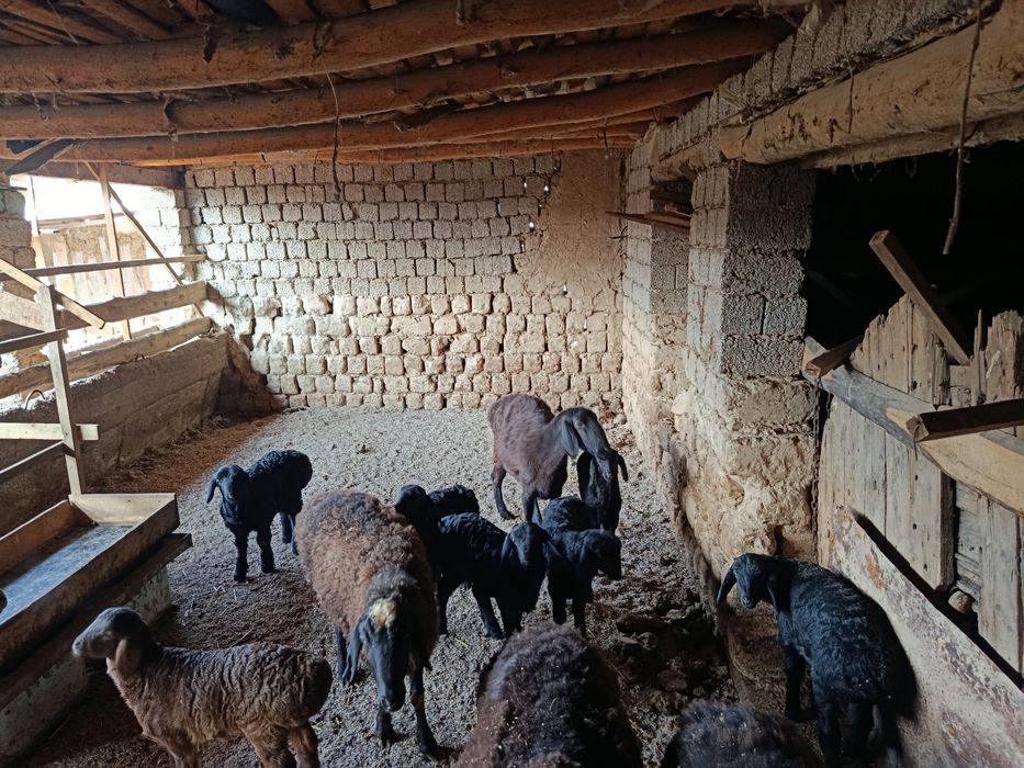 Ona bola qoylar sotiladi