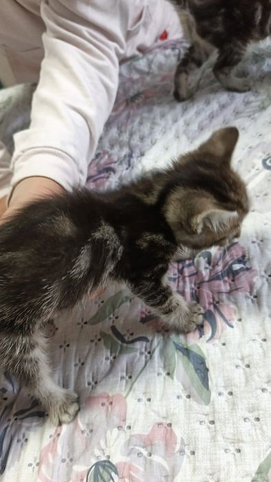 Отдам котят все коты в добрые руки