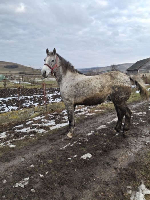 De vanzare cal castrat