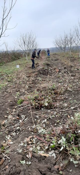 Zmeur , Polka si Glen Ample