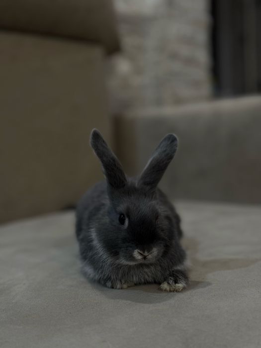 Продам милого друга кролика