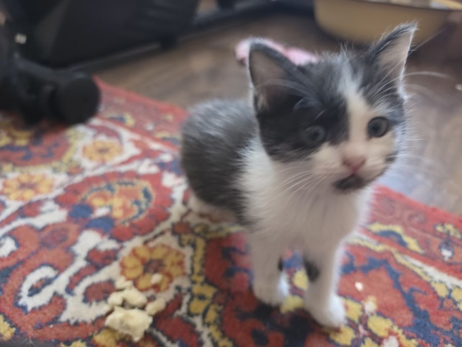 Котята красивые игривые будущие крысоловы