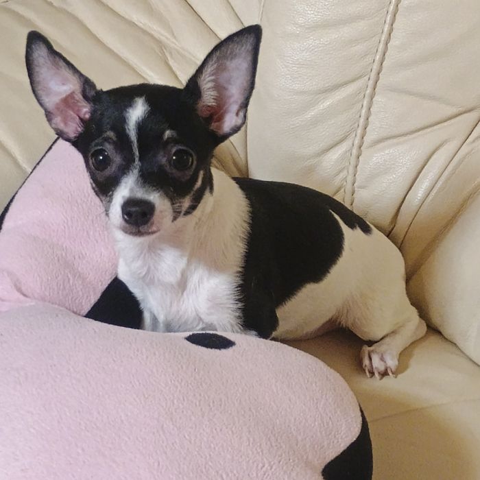Fetiță 5 Luni Chihuahua /Ciuaua Toy