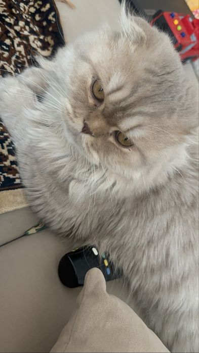 Вязка кота Шотландец