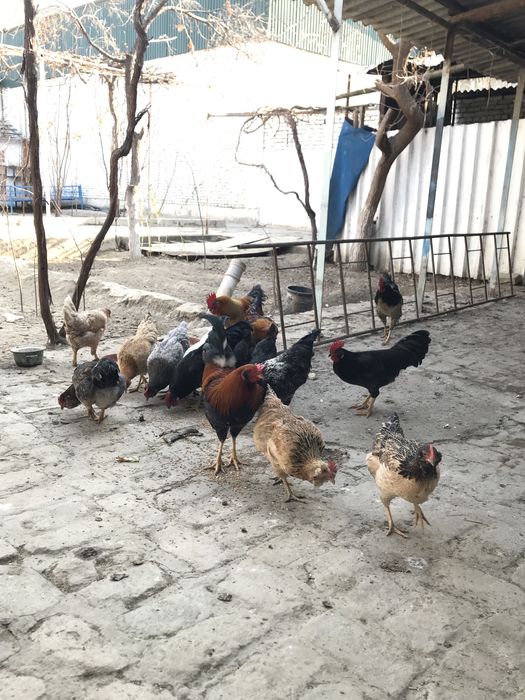 товук ва хурозлар сотилади