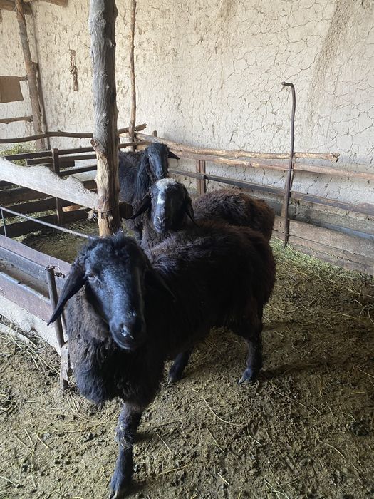 Баран бордакы жасынан аскан