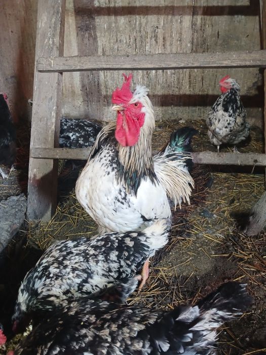 Продам петухов на племя.