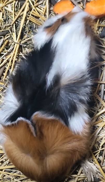 Продам морских свинок