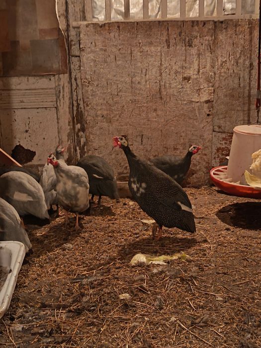 Продам молодых цесарок