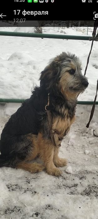 Отдаем девчулек - красотулек ответственным  людям.