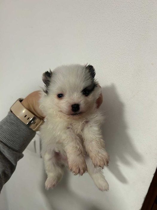 Мини шпиц Померан